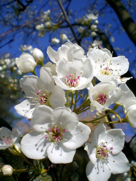 Cherry Blossom Japan, Apricot Blossom, Pear Blossom, Cherry Flower, Blue And Purple Flowers, The Secret Garden, Airbrush Art, Beautiful Bouquet Of Flowers, Floral Photography