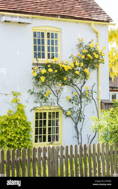 Yellow Window, Oxfordshire England, Boot Room, Windows Exterior, Window Frames, Window Frame, Front Garden, Yellow Roses, Cribs