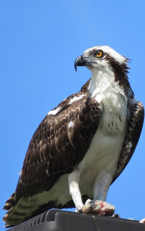 Picture of an osprey. #Birds #BirdsOfPrey #Prey  #Osprey Osprey Diving, Osprey Bird, Raptors Bird, Wild Animals Pictures, Wild Creatures, An Eagle, Sea Birds, Colorful Birds, Birds Of Prey