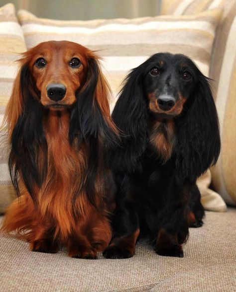 #tecklesworld #longhair Puppies Dachshund, Dachshund Funny, Weiners, Long Haired Dachshund, Söt Katt, Wiener Dogs, Weenie Dogs, Dachshund Puppies, Weiner Dogs