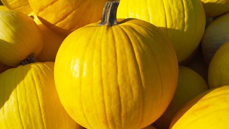 Pumpkin Carved, Chili Cookoff, Yellow Pumpkin, Train Pumpkin, Porch House, Tall Pumpkin, Pumpkin Carving Contest, Teal Pumpkin, Spooky Food