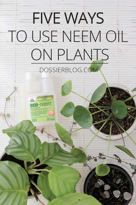 Five Ways to Use Neem Oil on Plants Nz Plants, Houseplant Collection, Fungus Gnats, Indoor Hydroponics, Florida Landscaping, Houseplant Care, Plant Pests, Inside Plants, Indoor Plant Care