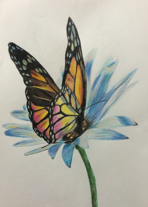 Butterfly and flower - Color pencils - Andrea Meyerholz Butterfly Pencil Color, Butterfly Drawing Pencil Coloring, Color Pencil Butterfly, Colored Pencil Butterfly, Butterfly Drawing Colorful, Flower Color Pencil Drawing, Butterfly Drawing Images, Easy Haircuts, Drawing Purple