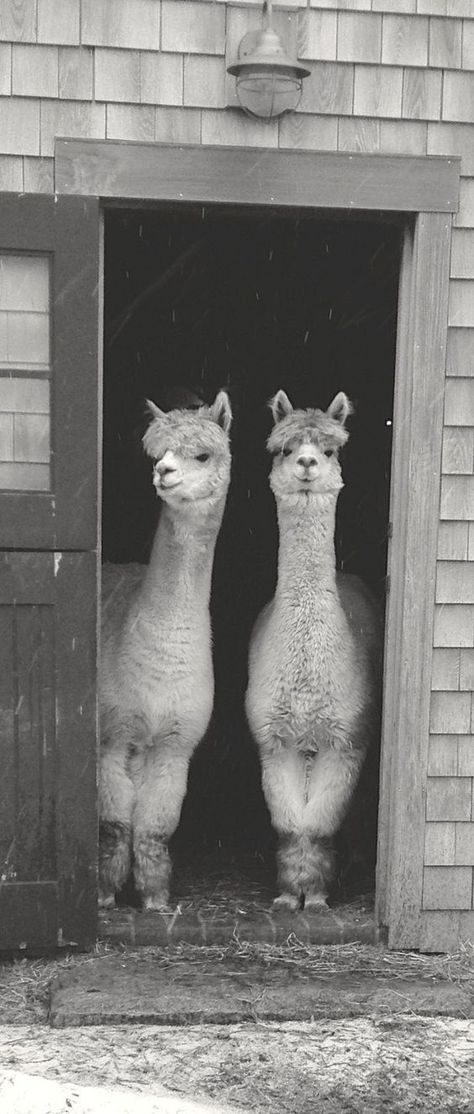 #alpaca #codyalpaca #alpacas #alpacafarm #alpacalife #alpacalove #surialpaca #pets #animals #peruvian #llama #llamas Funny Llama Pictures, Lama Animal, Llama Images, Llama Pictures, Cartoon Llama, Goats Funny, Alpaca Farm, Funny Llama, Llama Alpaca