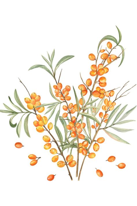 Botanical Drawing, Ornament Drawing, Nature Watercolor, Greeting Card Template, Autumn Nature, Sea Buckthorn, Watercolor Illustrations, Botanical Drawings, Framed Fabric