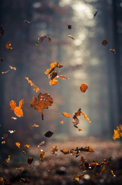 autumn leaves 숲 사진, Leaves Falling, Wallpaper Tumblr, Foto Tips, Autumn Beauty, Best Seasons, Samhain, 인물 사진, Autumn Photography