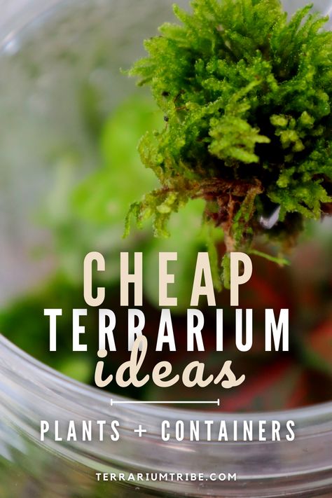 Create stunning terrariums without breaking the bank! 💸✨ Our guide is packed with thrifty terrarium tips and budget-friendly ideas to help you craft your own lush, miniature worlds. Learn how to repurpose containers, source inexpensive plants, and get creative with decor. Transform ordinary into extraordinary as you unleash your DIY terrarium magic on a budget. Diy Glass Terrarium, Diy Terrarium Party, Eco Terra Terrarium, How To Create A Terrarium, Planting A Terrarium, Small Plants For Terrarium, How To Build A Terrarium Diy, Classroom Terrarium Ideas, Terrarium With Bugs