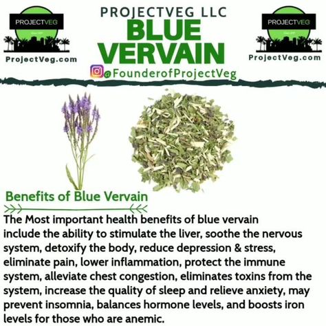 ProjectVeg LLC.🌴 on Instagram: “🛒SHOP www.ProjectVeg.com Link in our bio @FounderofProjectVeg _________________________________ Want to transition over to a Plant-based…” Vervain Benefits, Blue Vervain, Herbal Shop, Seeds Benefits, Chia Seeds Benefits, Lower Inflammation, Herbs And Plants, Instagram Link In Bio, Chest Congestion