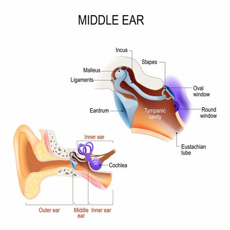 Can You Make Your Ears Roar? | Hampton Roads ENT ~ Allergy | Blog In Ears, Outer Ear, Neck Injury, Middle Ear, Ear Health, Dark Underarms, Sleep Remedies, Vicks Vaporub, Pelvic Pain