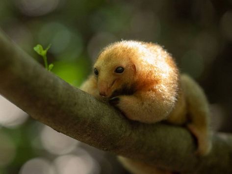 This Fluffy Little Anteater May Be a New Species Environmental Biology, Sleepy Animals, Cute Small Animals, Amazon Rainforest, Tropical Rainforest, Zoology, Weird Animals, The Animals, Cuteness Overload