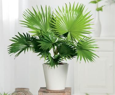 Chinese Fan Palm | Bloom IQ Talk To Plants, Livistona Chinensis, Chinese Fan Palm, Houseplants Safe For Cats, Palm Fan, Palm Tree Plant, Container Garden Ideas, Chinese Fan, Bees And Wasps