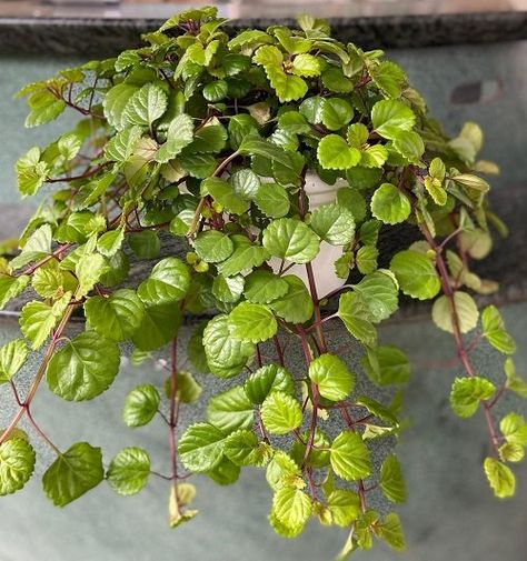 Best Plants For Basement, Basement Plants Indoor, Plants In Basement, Plants For Basement, Windowsill Plants, Indoor Palms, Peperomia Plant, Zebra Plant, Window Plants