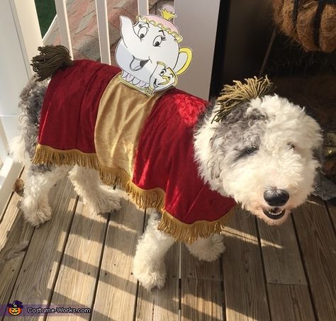 Stitch Dog Costume, Disney Dog Costume, Hedwig Costume, Dog Costume Ideas, Beauty And The Beast Diy, Beauty And The Beast Costume, Beast Costume, Halloween Costumes Ideas, Diy Dog Costumes