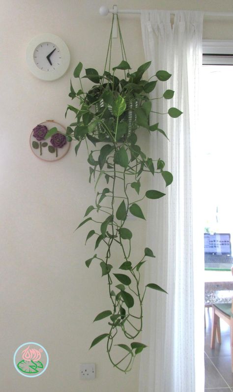 Hanging Plants Ideas, Plant Holders Indoor, Hanging Planter Boxes, Plant Hanging, نباتات منزلية, Plants Ideas, Plant Pot Holders, Hanging Plants Indoor, Hanging Plant Holder