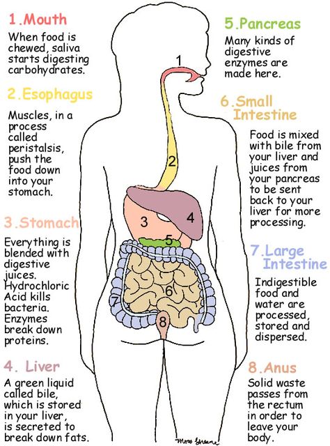 A diagram of the Digestive system. #digestivesystem #ourbodies Digestive System For Kids, Digestive System Diagram, Human Digestive System, Sistem Pencernaan, Basic Anatomy And Physiology, Pregnancy Problems, Medical Student Study, Nursing School Notes, Medical School Studying