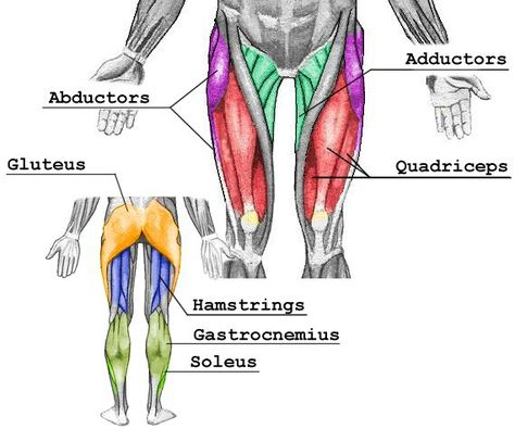 The major muscle groups of your legs. Quadriceps, adductors, abductors, gluteus, hamstrings, gastrocnemius & soleus Leg Muscle Groups, Leg Muscles Anatomy, Quadriceps Femoris, Muscle Diagram, Quad Muscles, Gluteus Maximus, Leg Workout At Home, Health And Fitness Apps, Muscle Anatomy