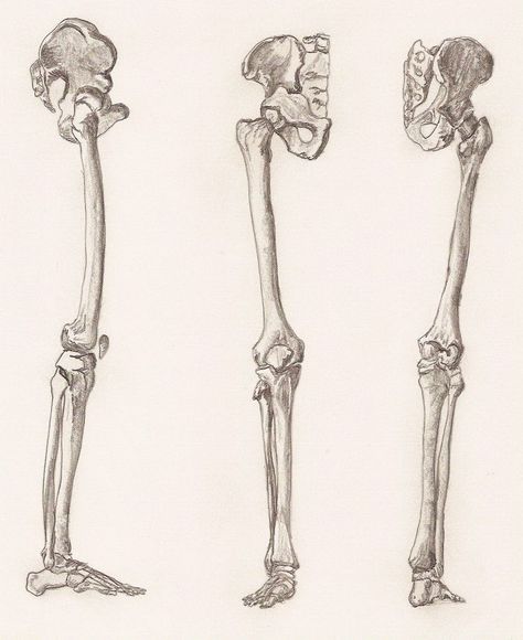 Leg Bone Anatomy, Skeleton Body Parts, Bone Anatomy, Bone Drawing, Leg Anatomy, Skeleton Body, Anatomy Bones, Drawing Legs, Leg Bones