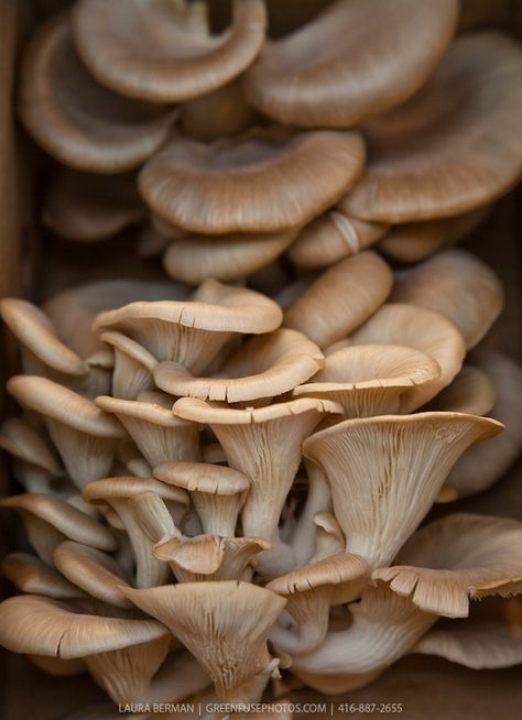 Oyster Mushrooms  http://wildmushroomcelebration.com/ Recipes Mushrooms, Recipes Venison, Caramelized Bacon, Indonesian Recipes, Garden Farm, Oyster Mushrooms, Slime Mould, Metabolic Diet, Mushroom Hunting