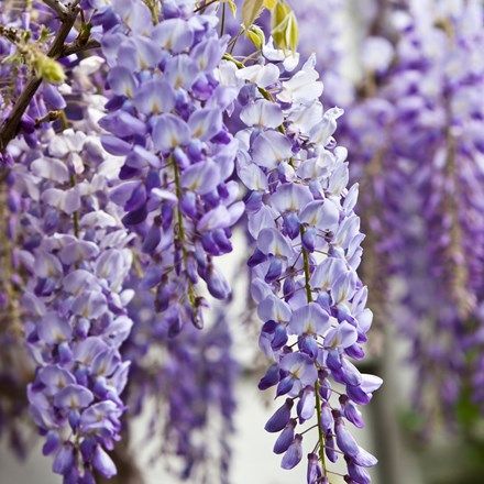 Buy Wisteria: Delivery by Crocus Wisteria Japan, Wisteria How To Grow, Wisteria Trellis, Wisteria Bonsai, Chinese Wisteria, Wisteria Sinensis, Wisteria Garden, Wisteria Plant, Wisteria Tree