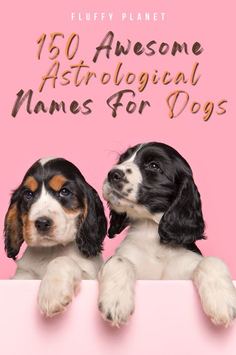 150 Awesome Astrological Names For Dogs Astrology Names, Astrological Names, Constellation Names, Space Names For Pets, Ocean Puppy Names, Witchy Pet Names, Names That Mean Night, Witchy Dog Names, Celestial Names Astronomy