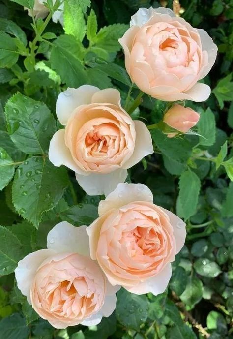 12 Thornless Roses That Are Safe For A Child-Friendly Garden - Gardening Chores Thornless Roses, Child Friendly Garden, Old English Roses, Cottage Garden Roses, Rose Varieties, Shrub Roses, English Country Gardens, Hacienda Style, David Austin Roses