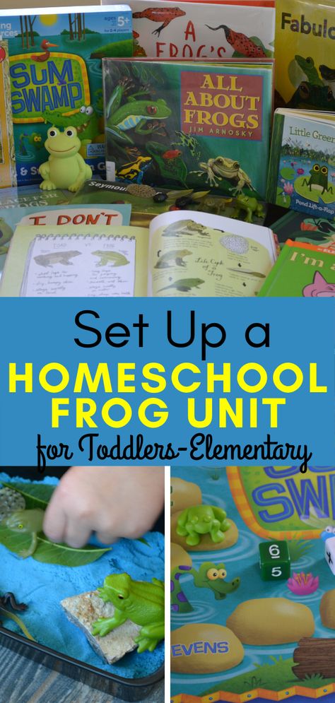 Frog Unit Kindergarten, Frog Unit Study, Homeschool Elementary Science, Frogs Preschool, Frogs For Kids, Outside Activities For Kids, Science Unit Studies, Frog Activities, Lifecycle Of A Frog