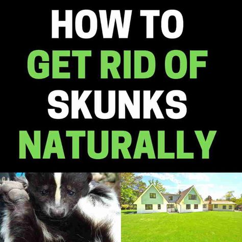 Natural Skunk Repellent, Keep Skunks Out Of Yard, How To Get Rid Of Skunks Under Shed, Diy Skunk Repellent, How To Deter Skunks From Yard, How To Keep Skunks Out Of Your Yard, Skunk Deterrent, How To Get Rid Of Skunks In Your Yard, Get Rid Of Skunks In Your Yard