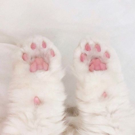 Pink Toes, Image Chat, Cat Icon, Sleepy Cat, White Cats, Cat Aesthetic, Cat Paws, Cute Friends, Pics Art