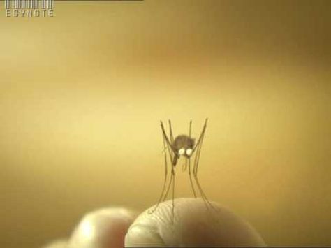 Mosquito Video, Funny Mosquito, Very Funny Gif, Comedy Skits, Funny Puns Jokes, Visual And Performing Arts, Puns Jokes, Animation Tutorial, Movie Clip