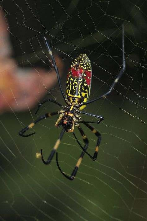 joro with meal | A Joro spider, our newly invasive species, … | Flickr Joro Spider, Invasive Species, Spider Woman, Red Eyes, Sketch, Red