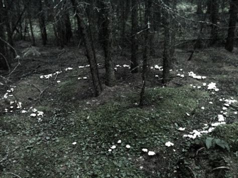 Natures circle Mushroom Circle, Faerie Ring, Fairy Rings, Alec Soth, Tam Lin, Fae Aesthetic, Mushrooms Growing, Fairy Circle, Fairy Ring