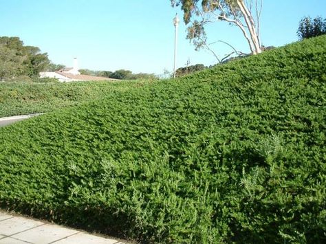 Plant photo of: Rosmarinus officinalis 'Huntington Carpe Rosemary Plants, Mediterranean Gardens, Rosemary Plant, Rosmarinus Officinalis, Mediterranean Garden, Leaf Coloring, The Leaf, Intense Colors, Carp