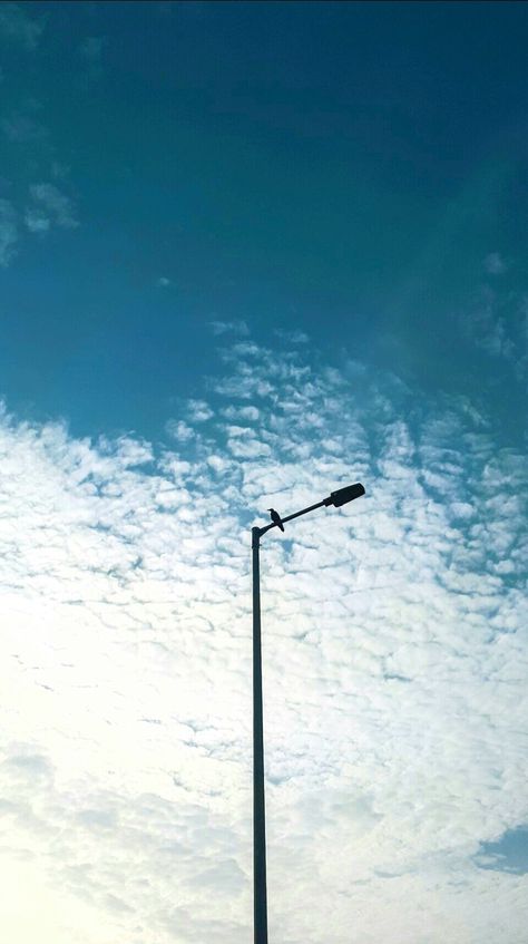 Bird sitting on electric post Electric Post Aesthetic, Bird Sitting, Green Landscape, Sky Aesthetic, Lamp Post, Electricity, Green, Quick Saves, Art