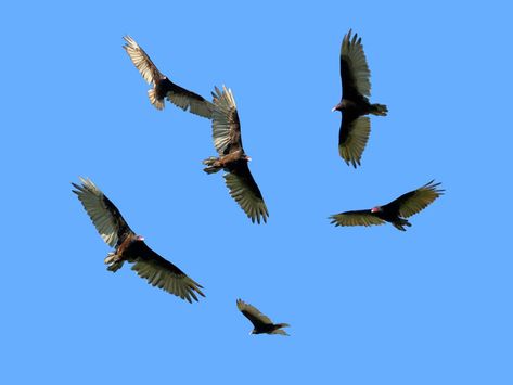 What is a Group of Vultures Called? (Everything Explained) | Bird Fact Vulture Aesthetic, Flying Vulture, Vulture Flying, Turkey Vultures, Bird Facts, Desert Aesthetic, Flying Together, World Birds, Birdwatching