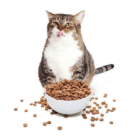 "While it's true that cats shouldn't be fed grains, grain free kibble might not be the best option for your feline friend...." Cats 2019, Grain Free Diet, Best Cat Food, Healthy Cat, Indoor Cats, Cat Parenting, Dry Cat Food, Cat Health, Fat Cats