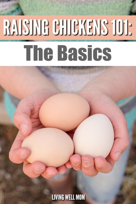 Getting Chickens, Raising Chickens 101, Organic Chicken Feed, Chickens 101, Herbs For Chickens, Chicken Nesting Boxes, Bird Netting, Poultry Feed, Funny Gym Shirts