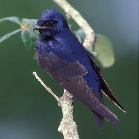 How To Attract Purple Martins - And Why They Are Great For Your Garden & Yard! Martin Bird, Backyard Birds Feeders, Purple Martin, Wild Kratts, Purple Bird, Backyard Birds, Bird Drawings, Pretty Birds, Garden Yard