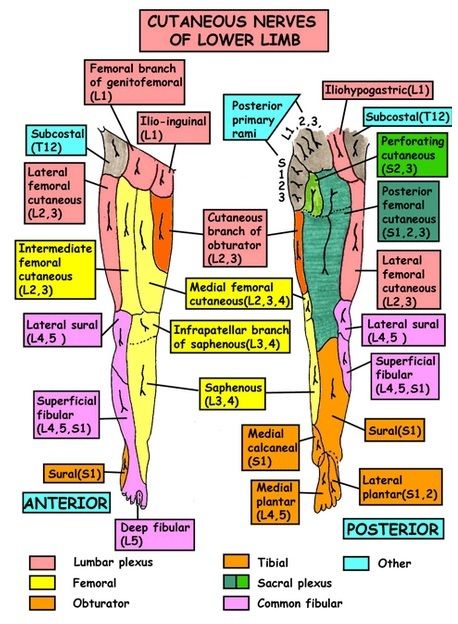 Sensory Nerves of Leg Femoral Nerve, Nerve Anatomy, Anatomy Organs, Physical Therapy School, Physical Therapy Student, Gross Anatomy, Medical School Studying, Lower Limb, Muscle Anatomy