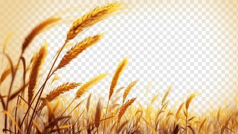 Wheat Plant, Golden Wheat Field, Rice Crop, Wheat Rice, Wheat Cereal, Wheat Recipes, Oat Cereal, Frame Image, Wheat Berries