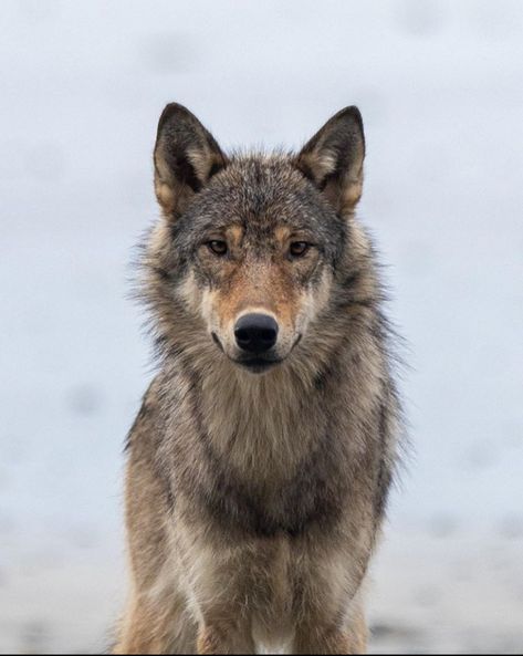 Sea Wolves, Eurasian Wolf, Wolf Therian, Wolf Poses, Sea Wolf, Wolf Mask, Wolf Stuff, Wolf Photos, Wolf Spirit Animal