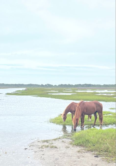 Chincoteague Island Pictures, Horse Sketching, Chincoteague Pony, East Coast House, Island Horse, Sketching Inspiration, Chesapeake Shores, Chincoteague Ponies, Coast House