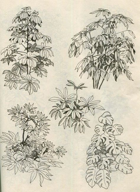 How To Sketch Plants, Pen Drawing Plants, Art Reference Plants, Plant Ink Drawings, Nature Pen Art, Plants Reference Drawing, Plant Pen Drawing, Botanical Ink Drawing, Bush Drawing Simple