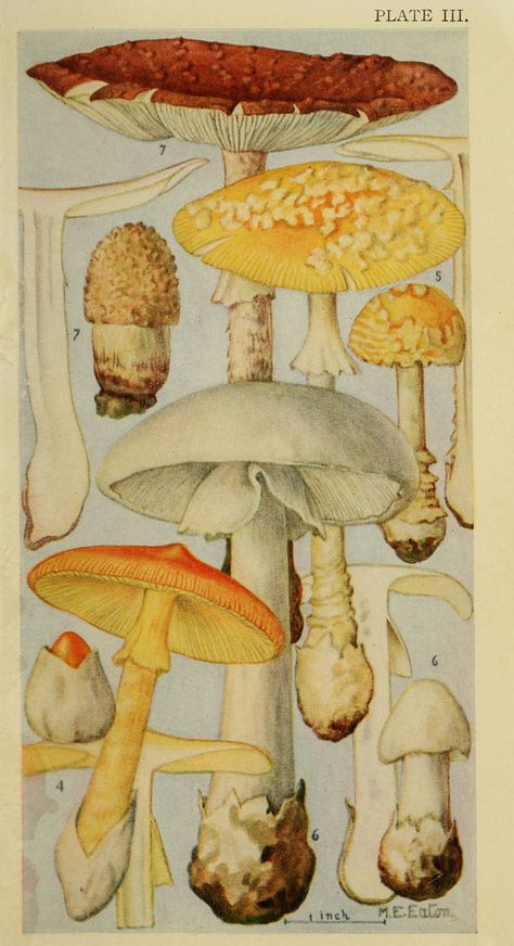 Fungi Illustration, Mushroom Drawing, Illustration Botanique, Botanical Illustration Vintage, Vintage Mushroom, Japon Illustration, Scientific Illustration, Arte Inspo, Mushroom Art