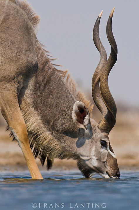 Frans Lanting - Greater kudu drinking at waterhole, Tragelaphus strepsiceros, Etosha National Park, Namibia Greater Kudu, Horned Animals, Frans Lanting, African Antelope, Etosha National Park, Animals Of Africa, Mule Deer, Manx, Animal References