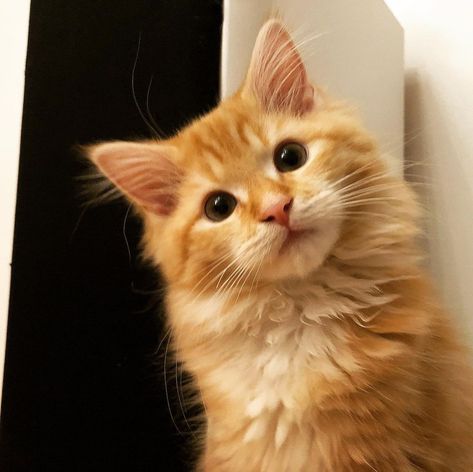 Adorable 4 months old ginger kitten looking curious and ready to play! She is a half Maine Coon half Ragdoll and has big pointy years, big whiskers and ginger tabby hair. Ginger Kitten, 4 Months Old, Ragdoll Kitten, Ginger Cat, 4 Month Olds, Orange Cats, Ginger Cats, Ready To Play, 4 Months