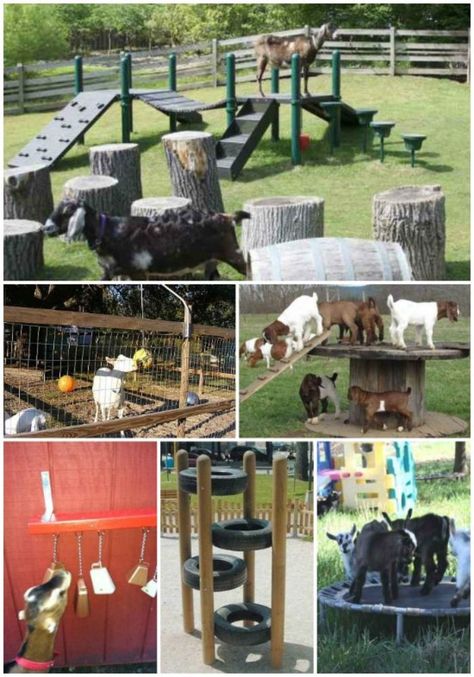 Everything You Should Know About Raising Goats | Goats love to play! Here's some clever ways you can keep them entertained Toys For Goats, Goat Playground, Goat Breeds, Goat Toys, Goat Shelter, Goat Pen, Mini Goats, Goat House, Goat Care