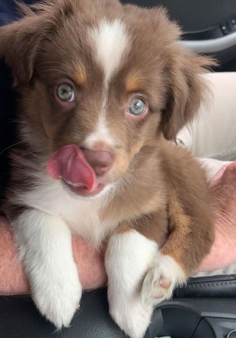 Aussie Puppies, Fluffy Cows, Adorable Puppies, Animal Magic, Really Cute Dogs, Wild Creatures, Cute Dogs And Puppies, To The Rescue, Cute Animal Photos