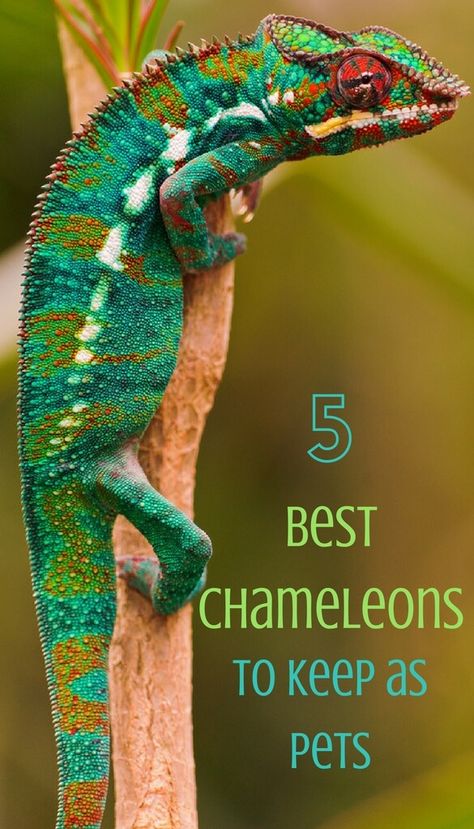 5 of the Best Chameleons to Keep as Pets - PBS Pet Travel Camilian Lizard, Types Of Chameleons, Chameleon Enclosure, Pet Chameleon, Chameleon Care, Chameleon Cage, Chameleon Tattoo, Holistic Dog Care, Pet Reptiles