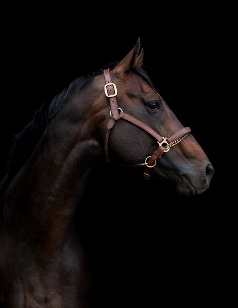 Patrick Swayze, Most Beautiful Animals, Thoroughbred Horse, Horse Portrait, Majestic Horse, Brown Horse, All The Pretty Horses, Equine Photography, Pretty Horses