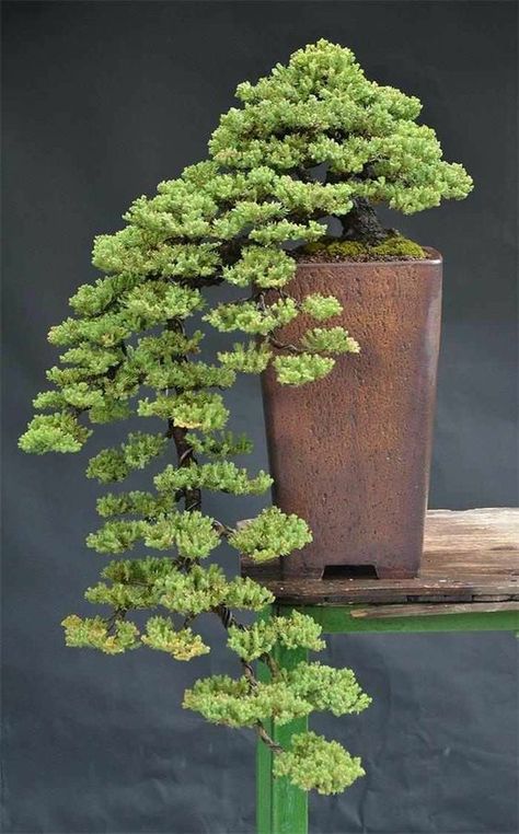 Cascading Bonsai, Bonsai For Beginners, Bonsai Indoor, Bonsai Pruning, Tree Types, Ficus Microcarpa, Bonsai Tree Types, Bonsai Tree Care, Bonsai Care